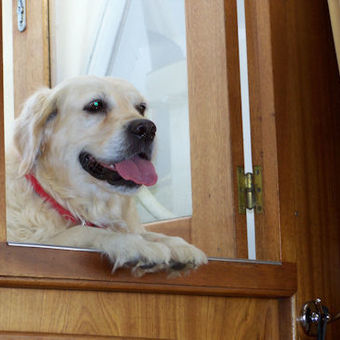 Jagen (wandelen), eten en slapen: uw hond weet hoe 'vakantie vieren' moet