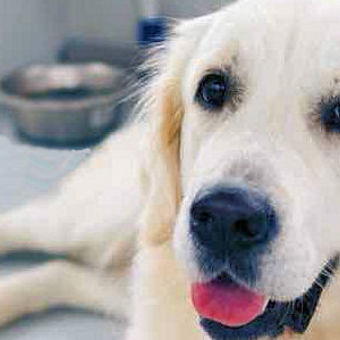 Uw hond geniet met volle teugen, haar gezichtsuitdrukking spreekt boekdelen