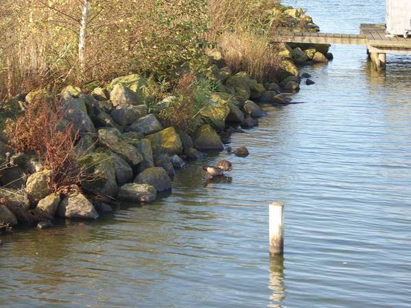 geniet-van-de-natuur-vogels-in-het-water-vergroting.jpg