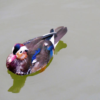 Rustgevende natuur