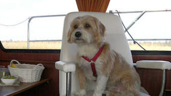 De hond mag mee aan boord