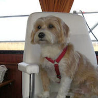 Hond mee op de boot: vakantie in Friesland!