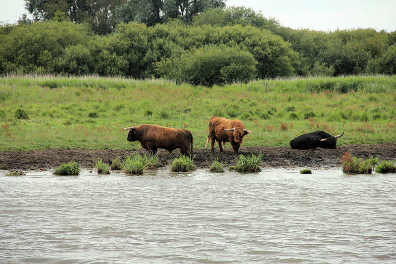 Prachtige Nederlandse natuur