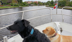 Honden aan boord van een boot in Friesland