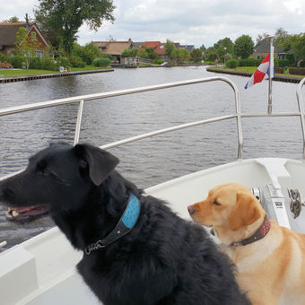 Honden aan boord van een boot in Friesland