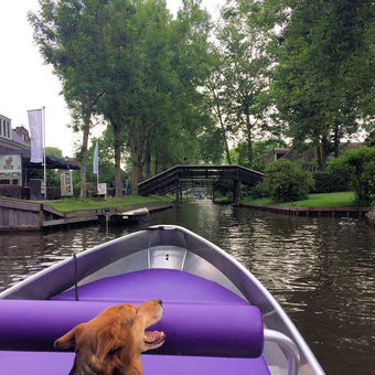 Uw hond is lid van uw gezin