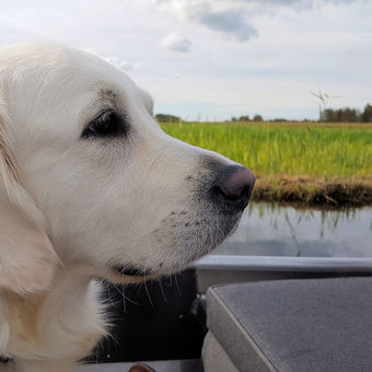 Echt, ook uw hond weet wat genieten is.