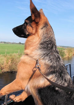 Uw hond ziet van alles en snuift nieuwe geurtjes op