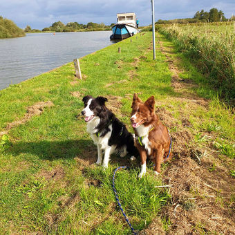 Uw hond ontdekt nieuwe omgevingen