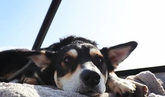 Yoshie, een gelukkige hond aan boord