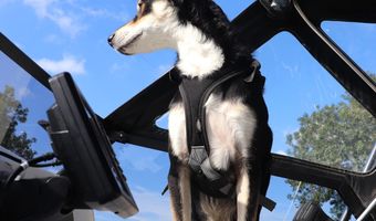 Nog een foto van mij: Inderdaad: Yoshie, gelukkige hond aan boord