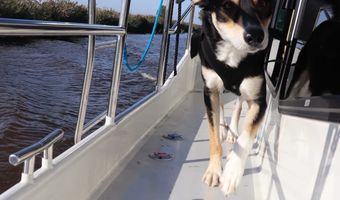 Inderdaad: Yoshie, gelukkige hond aan boord