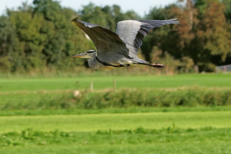 Reiger in volle vlucht.jpg