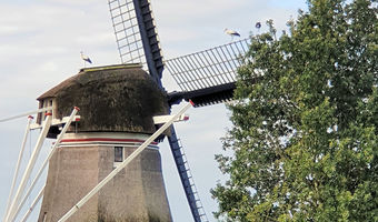 Kanaal Steenwijk-Ossenzijl molen met een aantal ooievaars erop