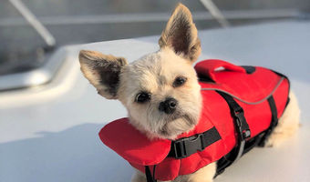 Onze boot hond Bruno