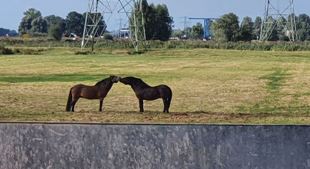 Met de huurboot varen naar mooie Friese Elfsteden Paarden in de wei.jpg